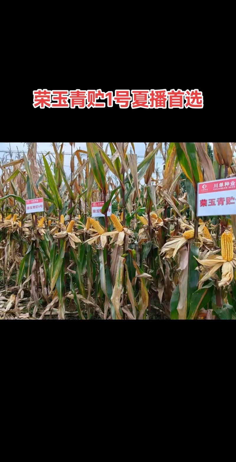 夏播玉米什么品种高产？-图1