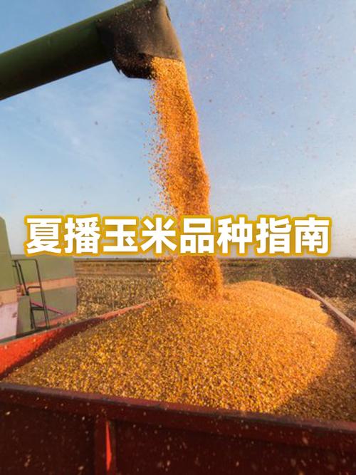 夏播玉米什么品种高产？-图2