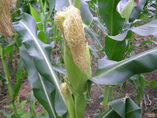 夏播玉米什么品种高产？-图3