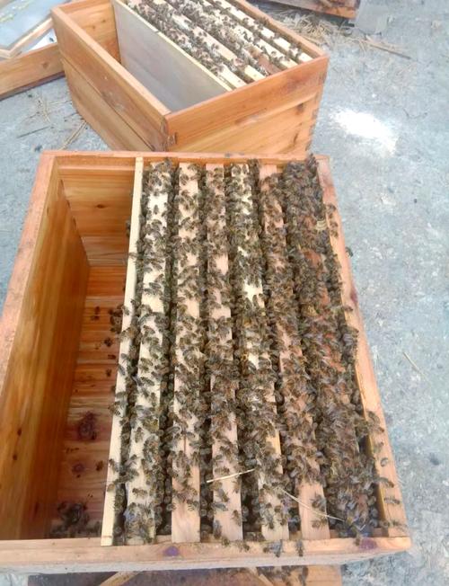 意大利蜜蜂养殖技术要点有哪些？-图1