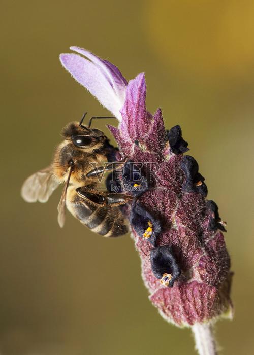 意大利蜜蜂养殖技术要点有哪些？-图2