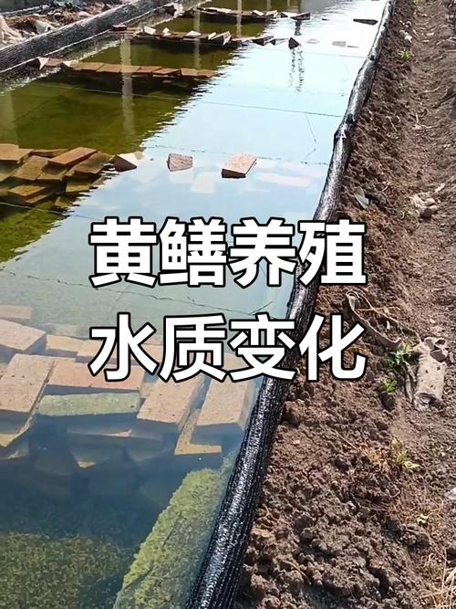 黄鳝泥鳅混养咋管理？关键技巧有哪些？-图1