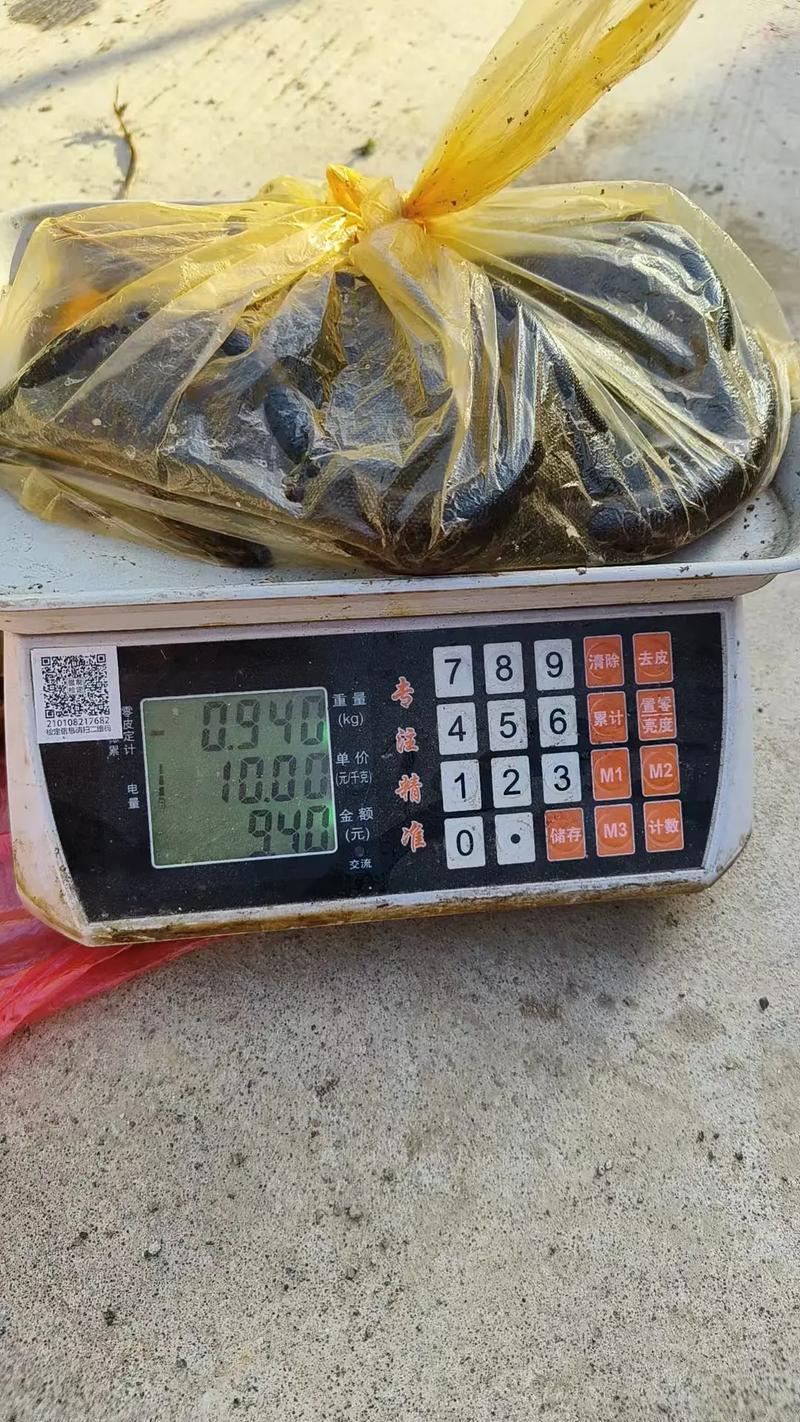 黄鳝泥鳅混养咋管理？关键技巧有哪些？-图3