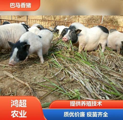 猪品种那么多，哪种最好吃？-图2