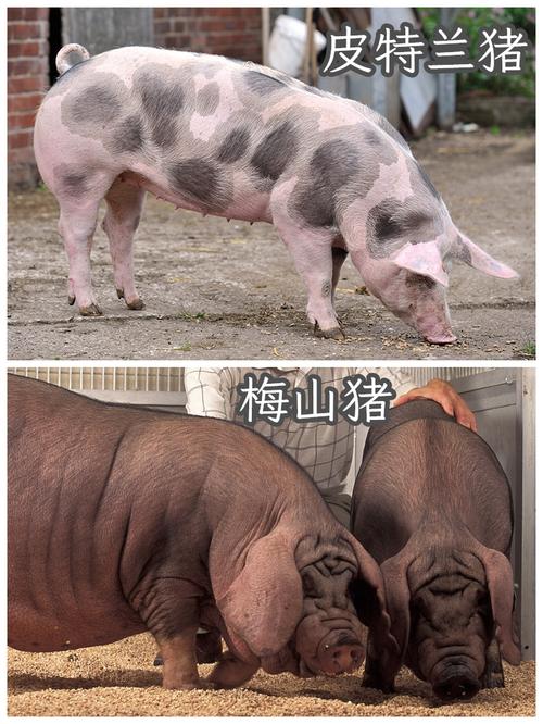 猪品种那么多，哪种最好吃？-图3