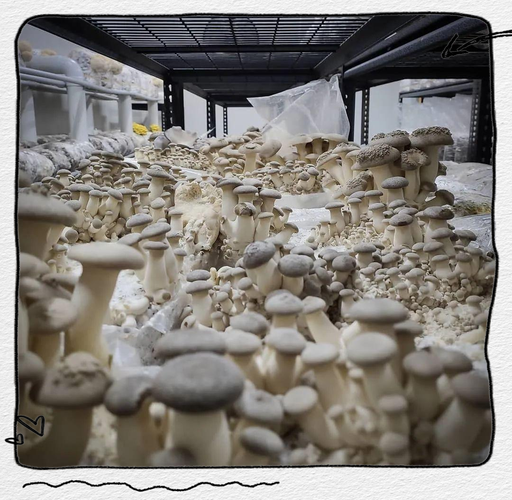 杏鲍菇种植技术视频怎么学？-图1