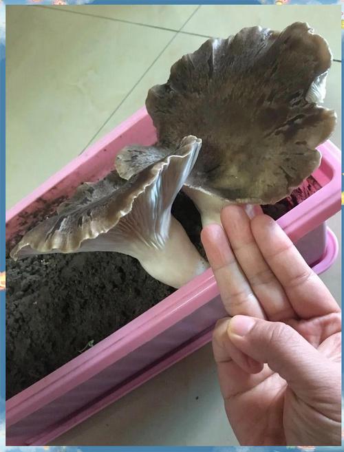 杏鲍菇种植技术视频怎么学？-图3