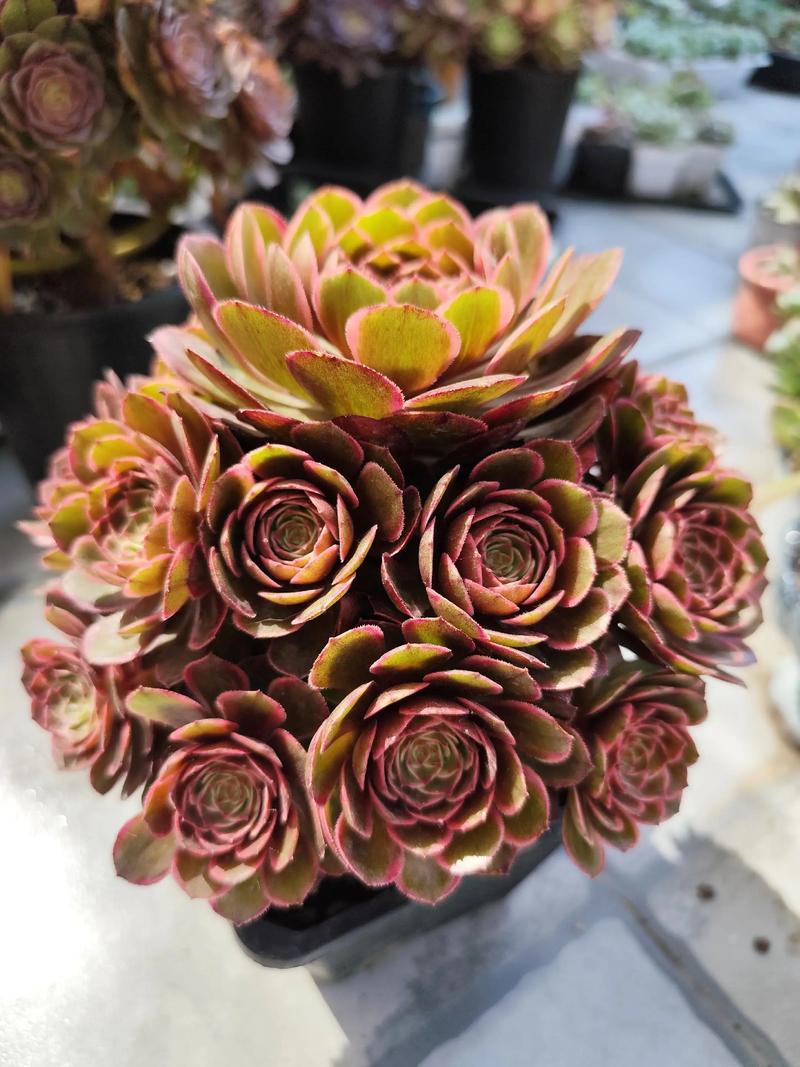 法师多肉有哪些品种？-图1