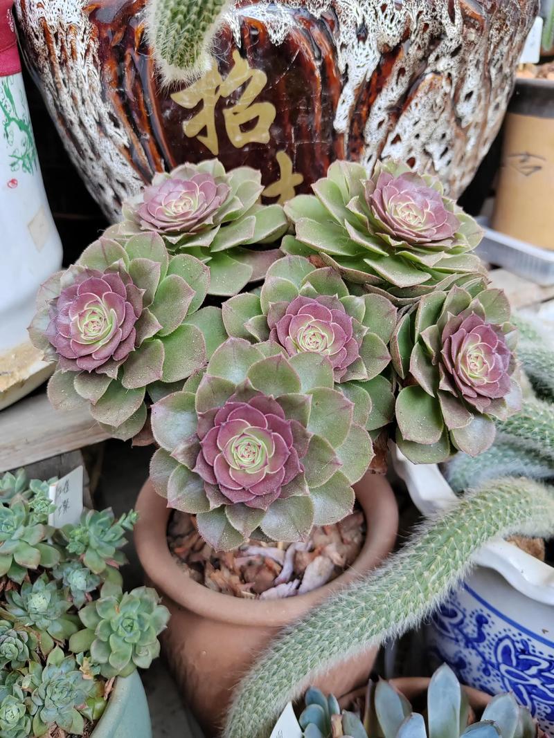 法师多肉有哪些品种？-图2