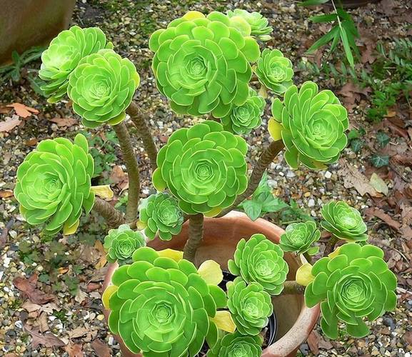 法师多肉有哪些品种？-图3