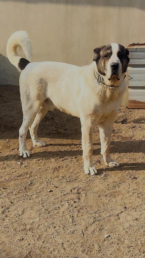 最大肉狗品种是哪个？-图3