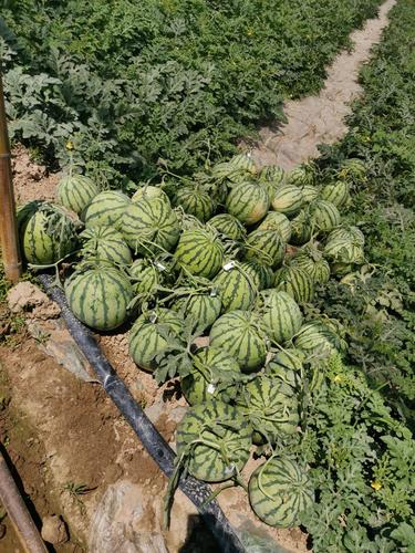 冬天大棚西瓜选什么品种好？-图1