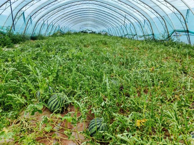 冬天大棚西瓜选什么品种好？-图2