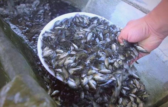 罗非鱼池塘养殖技术要点有哪些？-图1