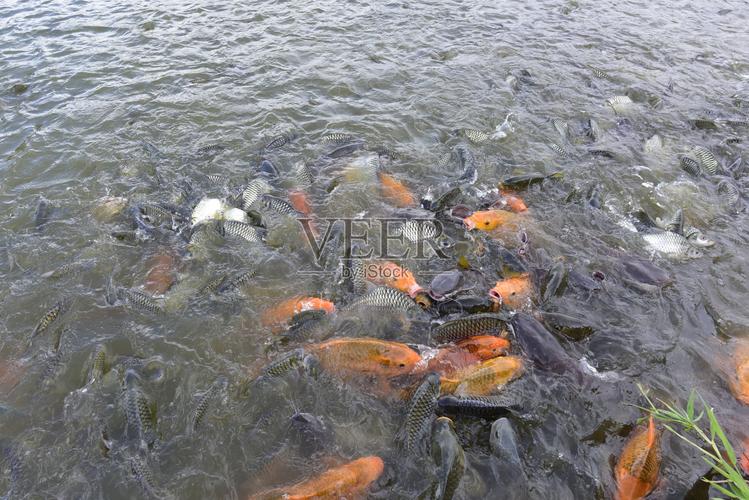 罗非鱼池塘养殖技术要点有哪些？-图3