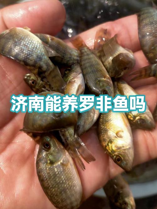 罗非鱼池塘养殖技术要点有哪些？-图2