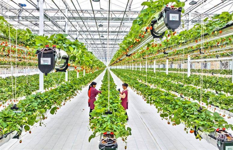 草莓大棚种植技术有哪些要点？-图2