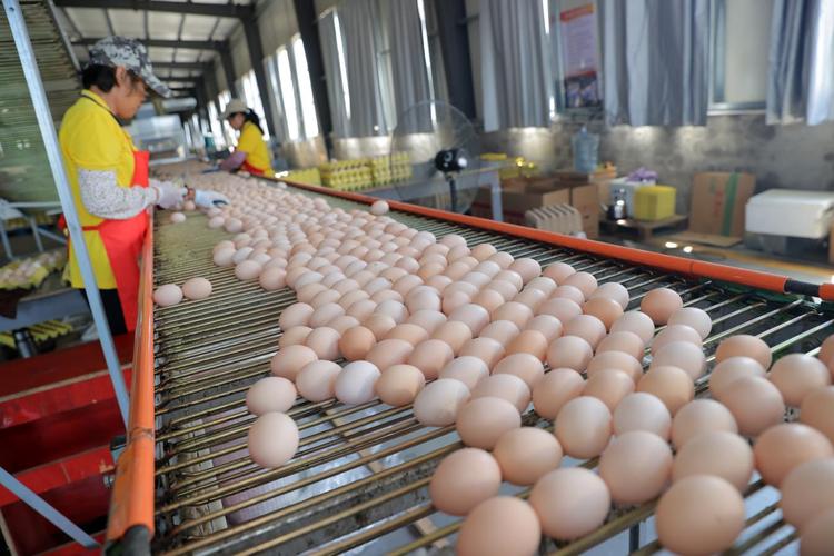 蛋鸡养殖技术有哪些关键要点？-图1