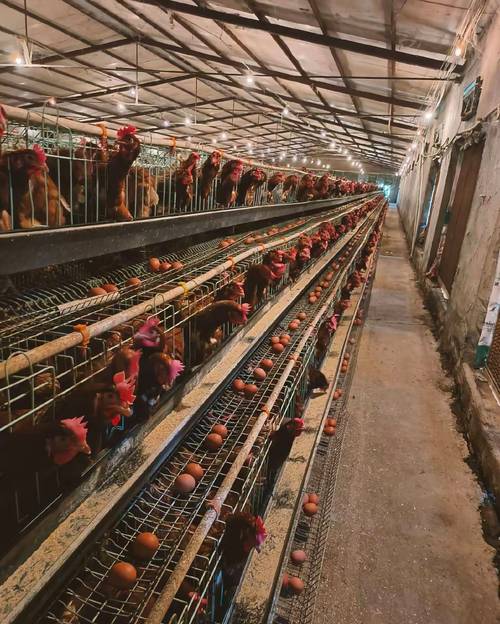 蛋鸡养殖技术有哪些关键要点？-图2