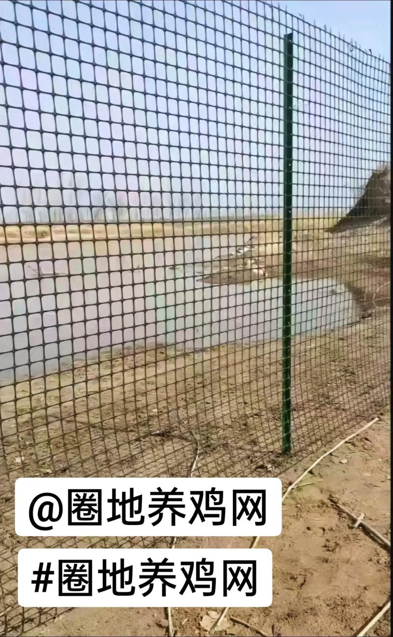 蛋鸡养殖技术有哪些关键要点？-图3