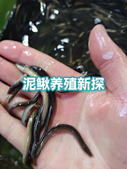 大棚养殖泥鳅技术视频怎么学？-图2