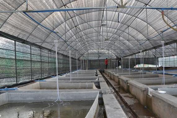 大棚养殖泥鳅技术视频怎么学？-图1