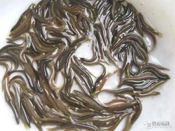 大棚养殖泥鳅技术视频怎么学？-图3