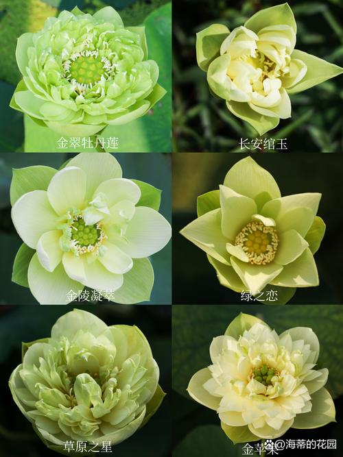 什么碗莲品种最好养活？-图1