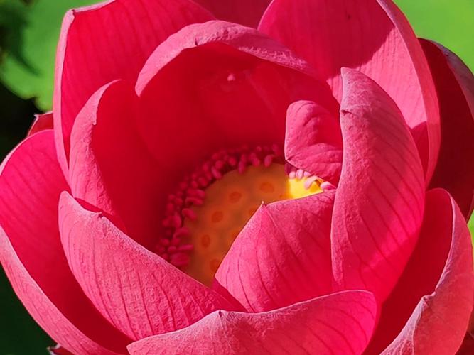 什么碗莲品种最好养活？-图2