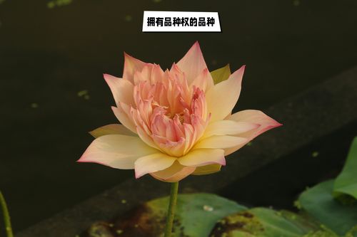 什么碗莲品种最好养活？-图3