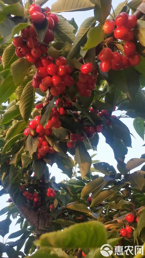 郴州美早樱桃苗品种如何？-图1