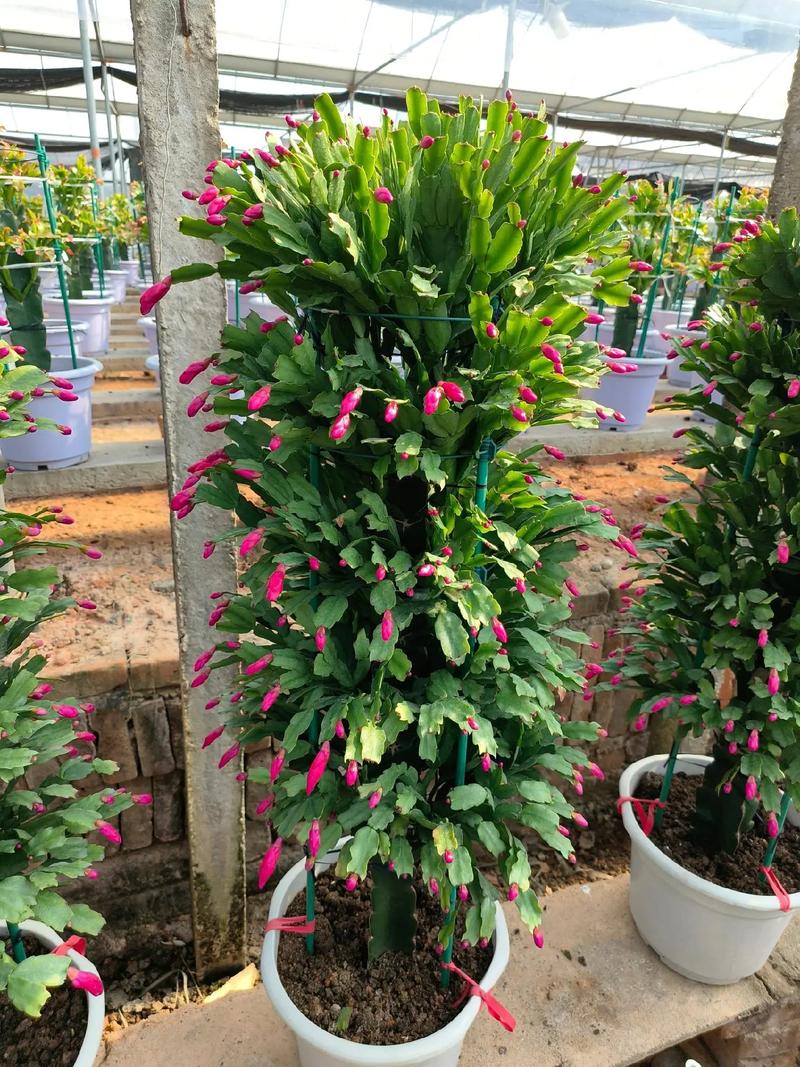 常见蟹爪兰品种有哪些？-图1