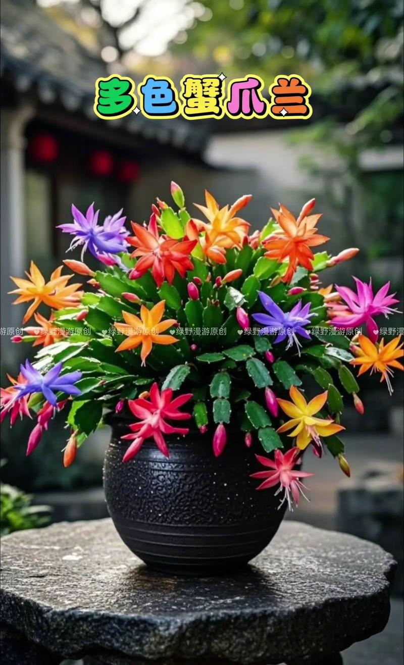 常见蟹爪兰品种有哪些？-图2