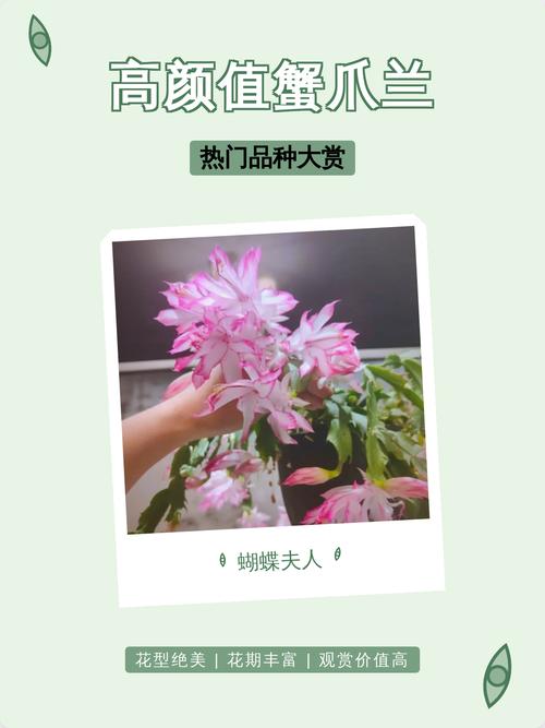 常见蟹爪兰品种有哪些？-图3