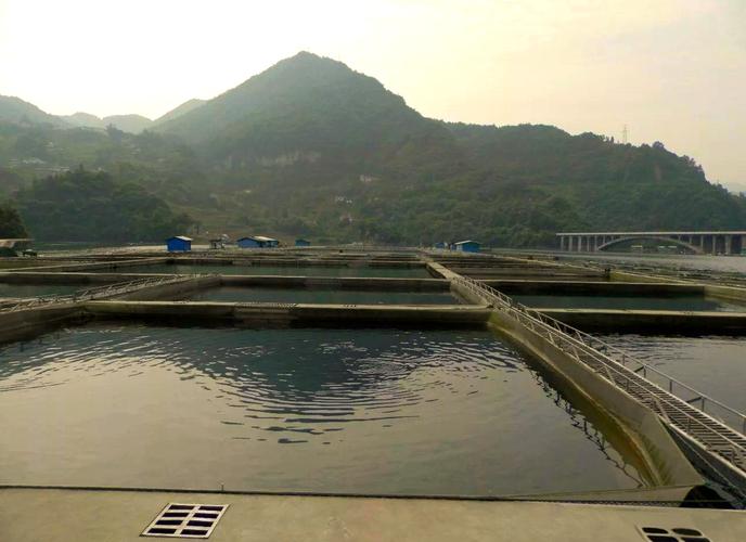 泥鳅网箱养殖技术视频要点有哪些？-图1