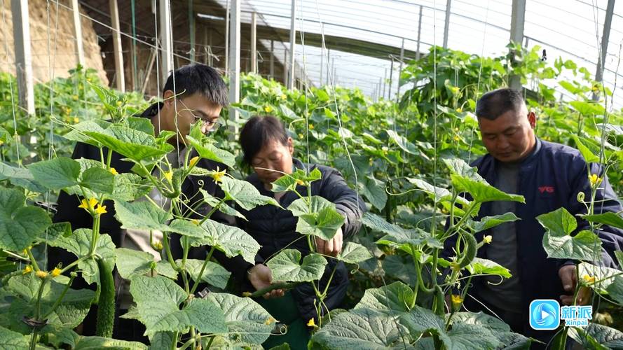 冬季大棚蔬菜技术有哪些要点？-图1