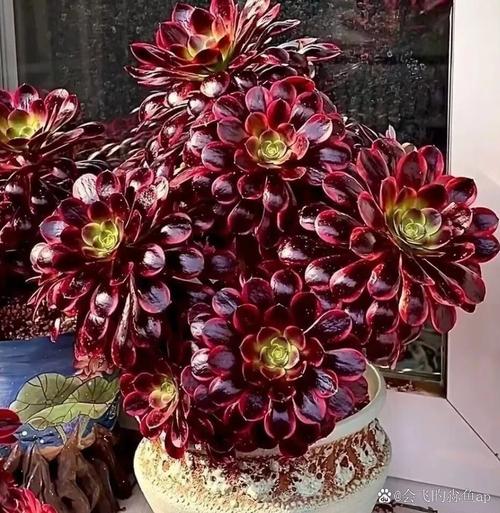 多肉黑法师品种有哪些？-图1