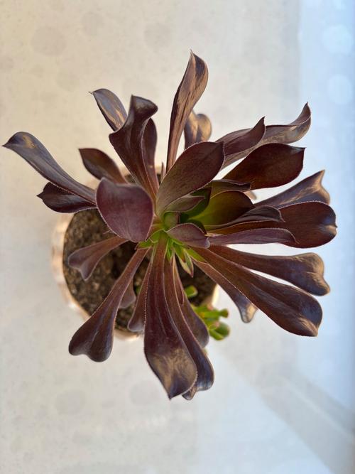 多肉黑法师品种有哪些？-图3