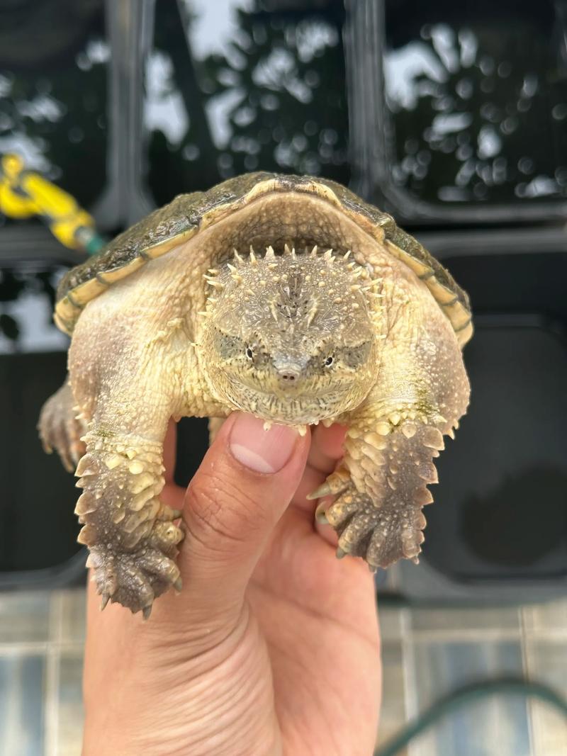 鳄鱼龟哪个品种最好养？-图3