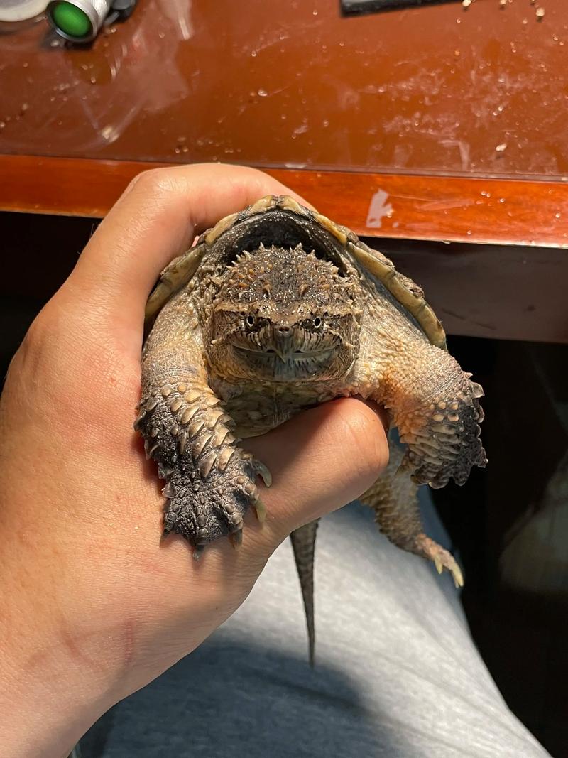 鳄鱼龟哪个品种最好养？-图2