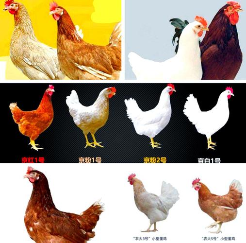 产蛋鸡品种图，常见蛋鸡有哪些？-图1