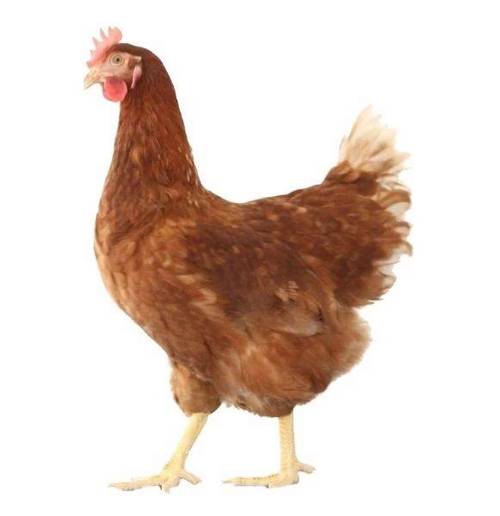 产蛋鸡品种图，常见蛋鸡有哪些？-图2