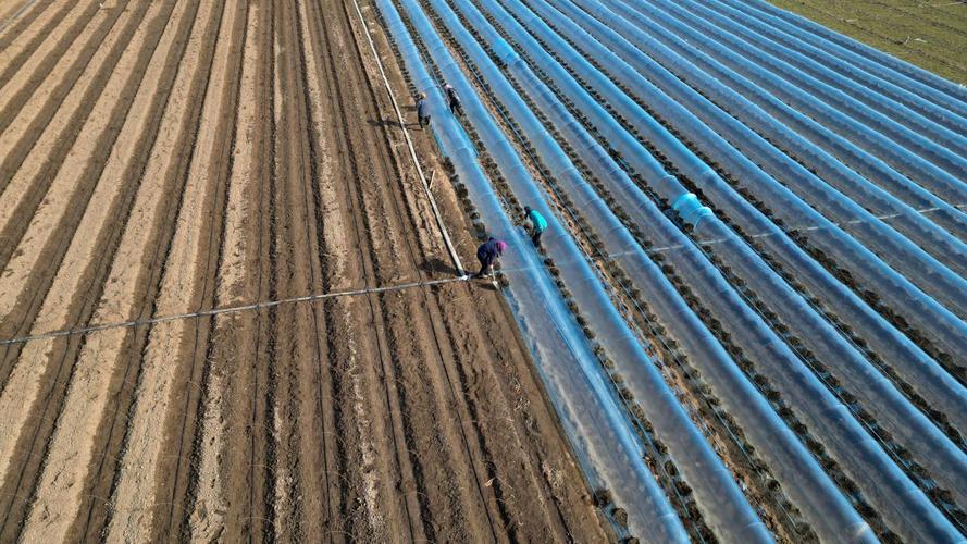 玉米大棚种植技术视频，核心要点有哪些？-图1