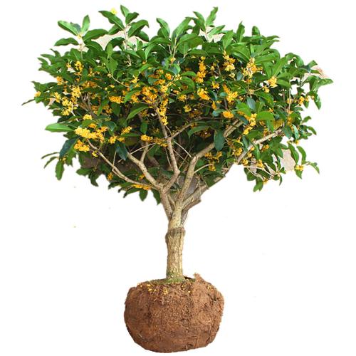 桂花树哪个品种最贵？-图2