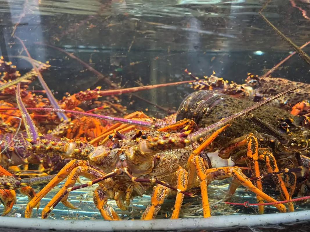 澳大利亚当地龙虾价格多少？-图1