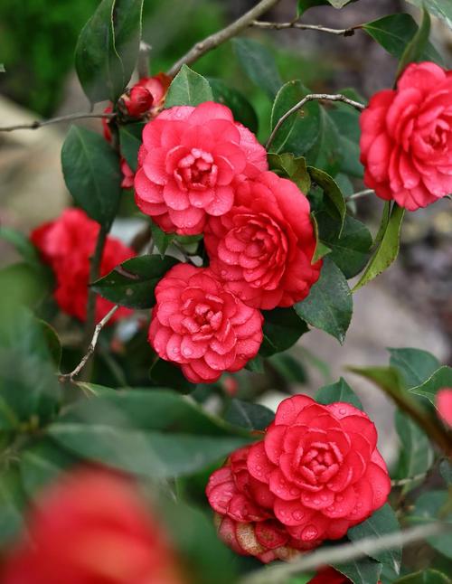 红最艳茶花品种是哪种？-图1