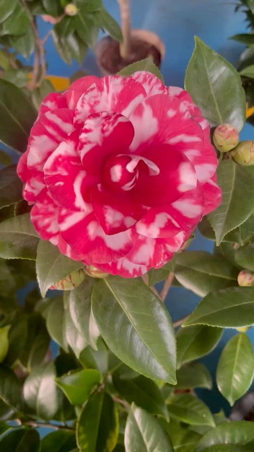 红最艳茶花品种是哪种？-图2