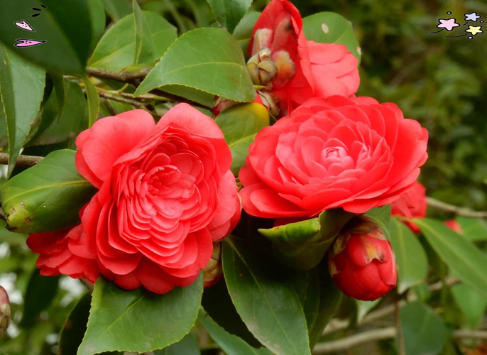 红最艳茶花品种是哪种？-图3