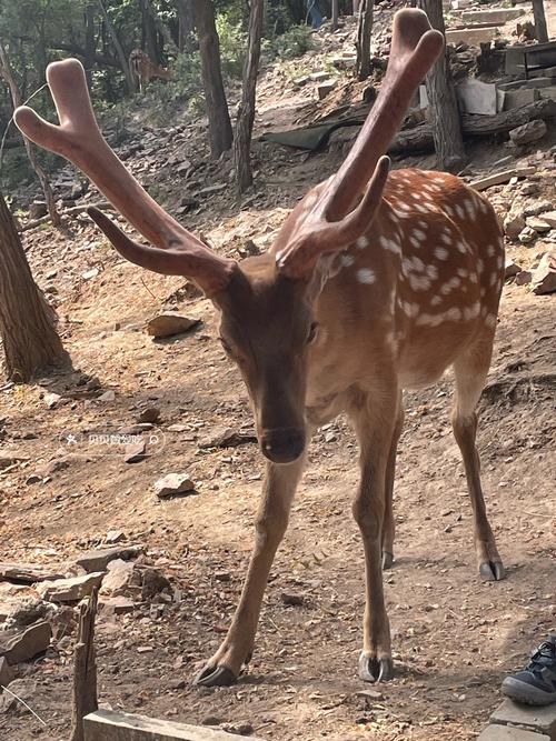 什么品种梅花鹿最好？-图1