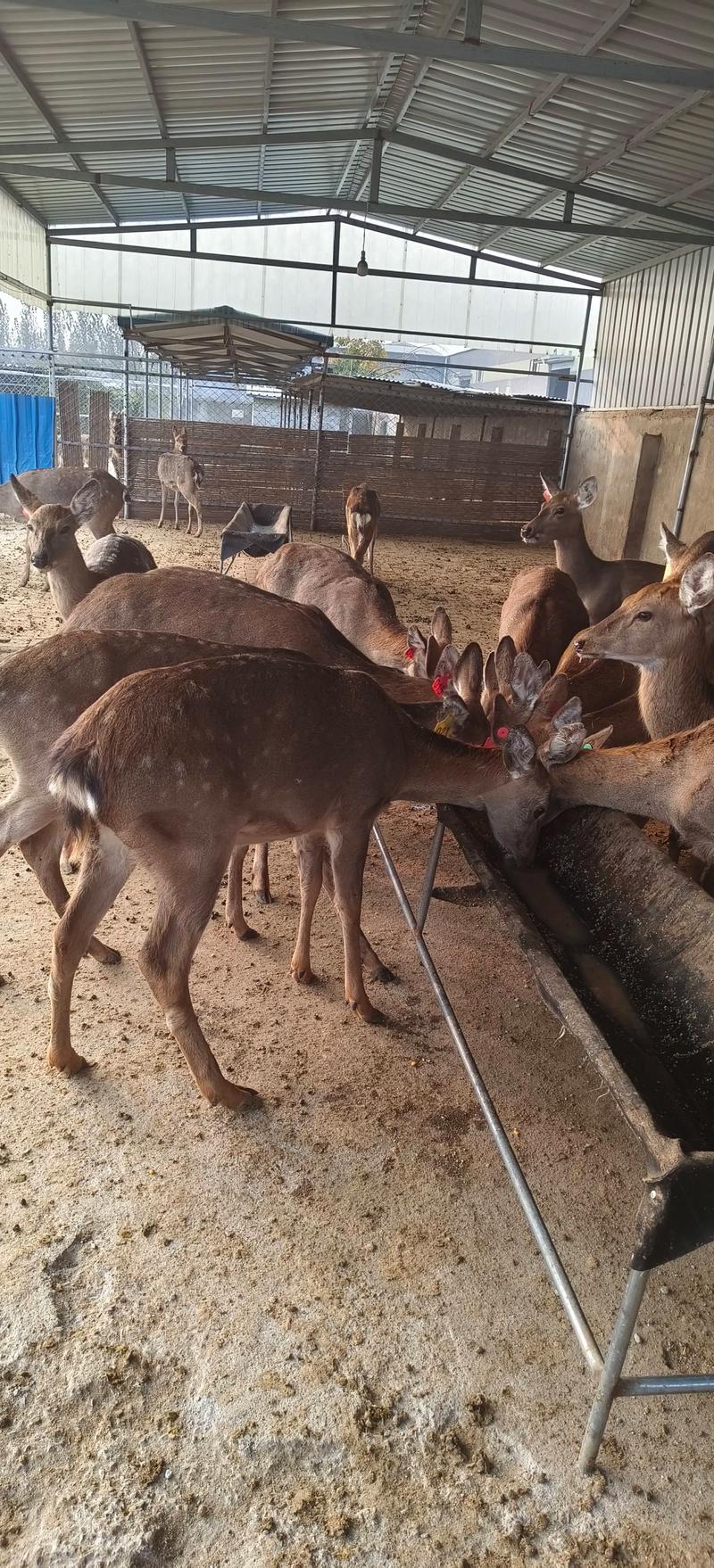 什么品种梅花鹿最好？-图3